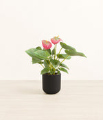Anthurium Pink plant