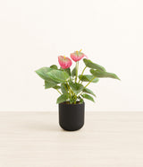 Anthurium Pink plant