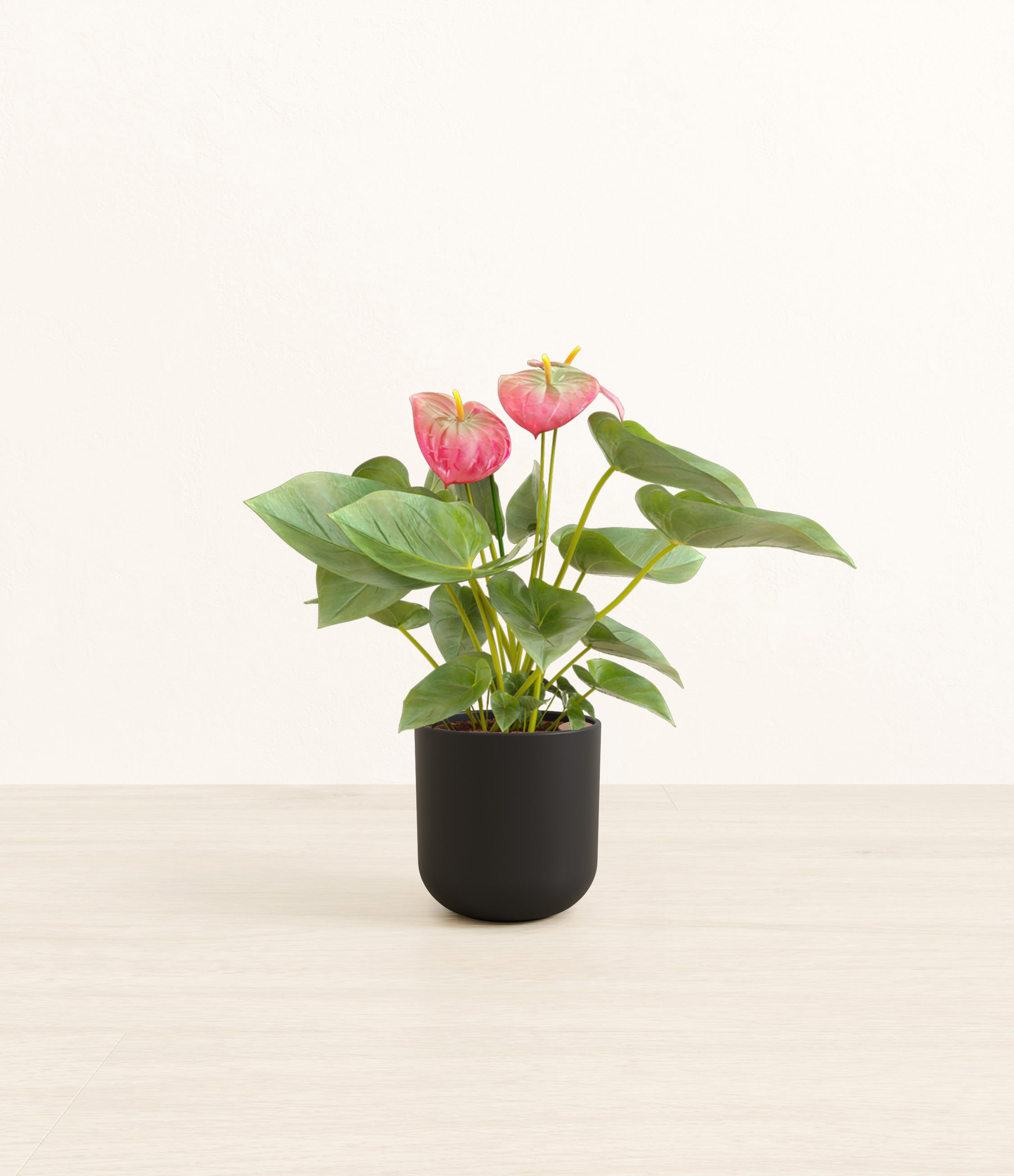 Anthurium Pink plant