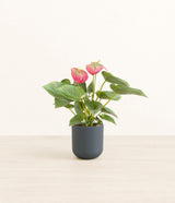 Anthurium Pink plant
