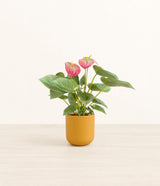 Anthurium Pink plant