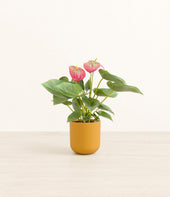 Anthurium Pink plant