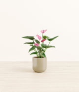 Anthurium Purple plant