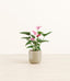 Anthurium Purple plant