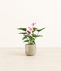 Anthurium Purple plant
