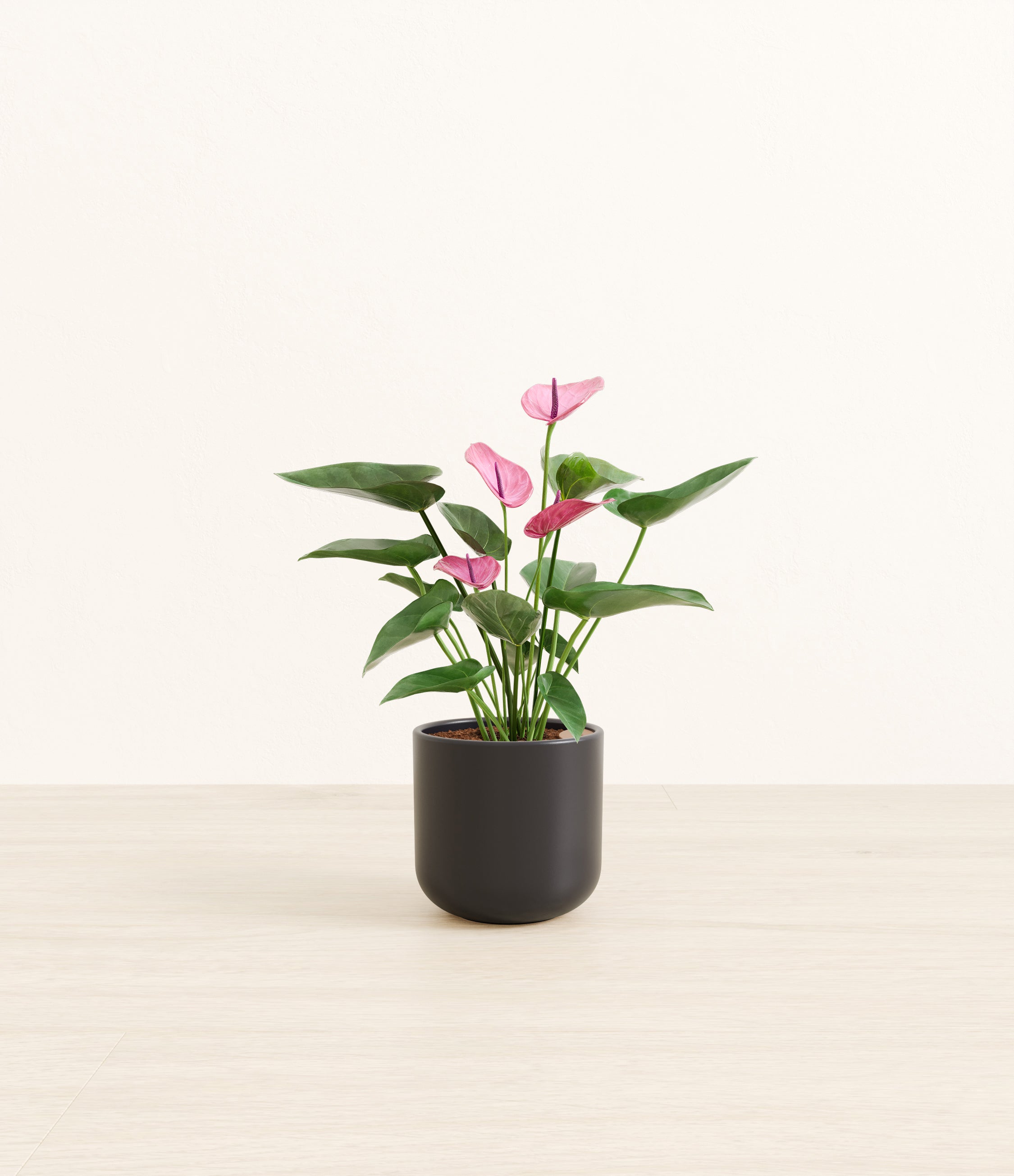Anthurium Purple plant
