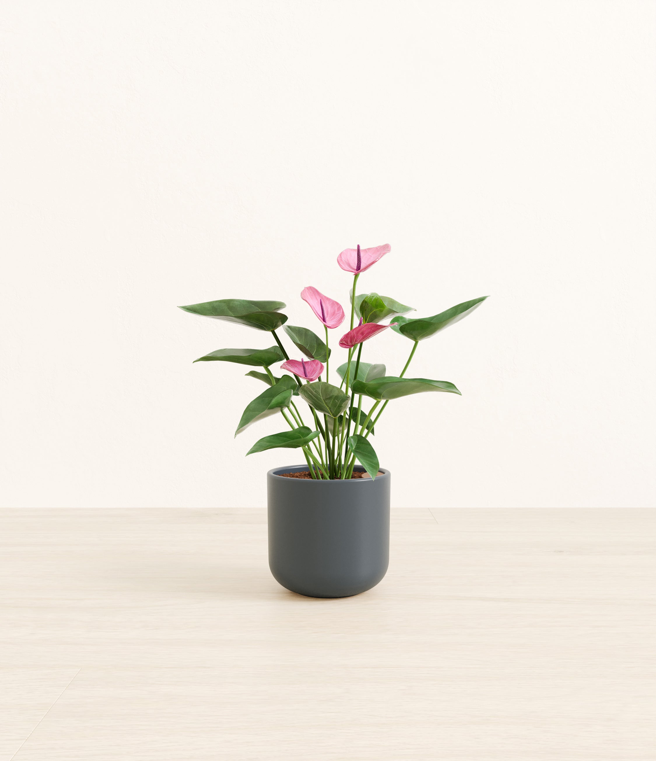 Anthurium Purple plant