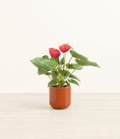 Anthurium Red plant