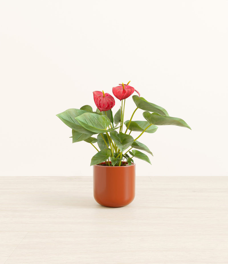 Anthurium Red plant
