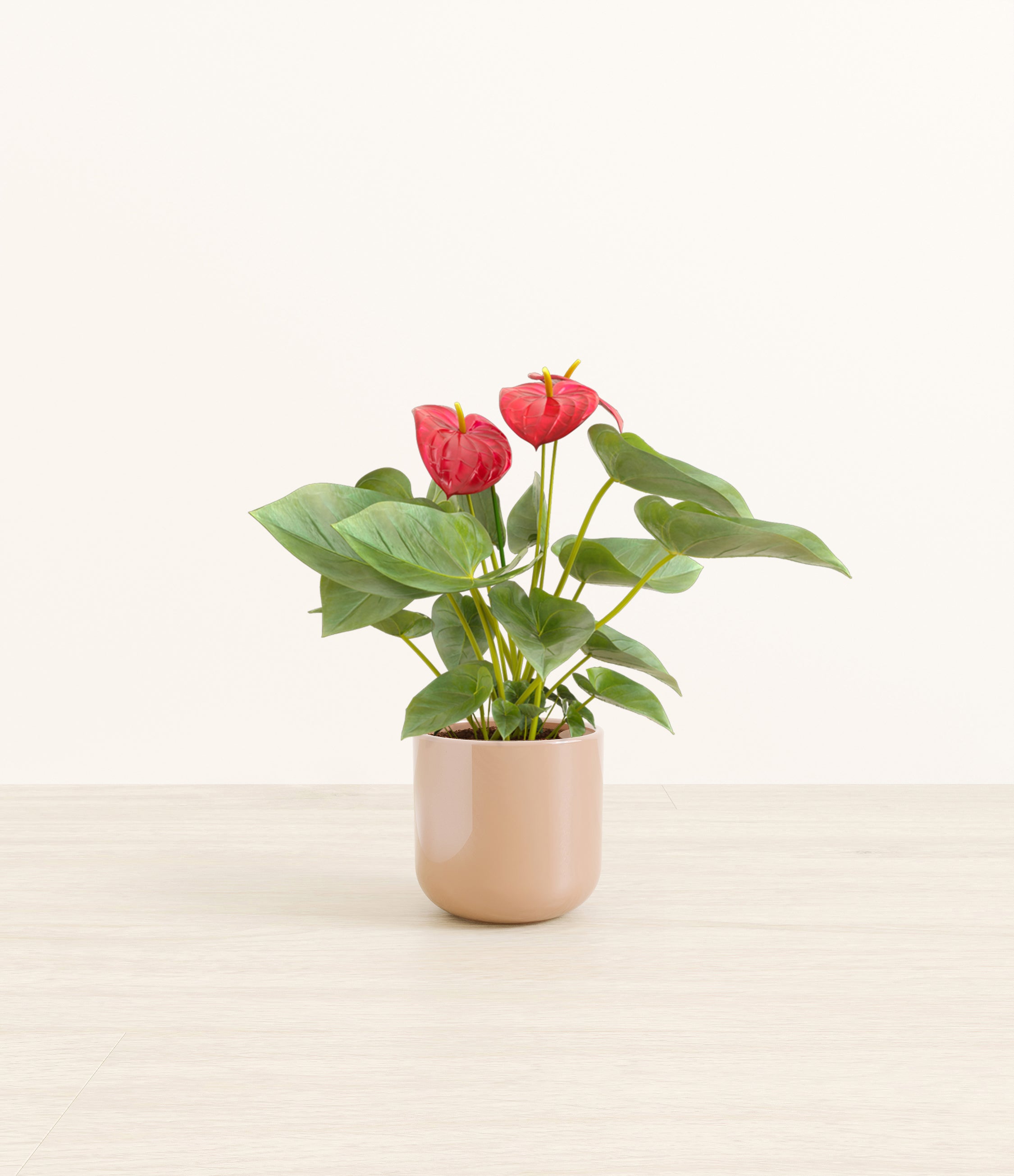 Anthurium Red plant