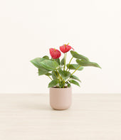 Anthurium Red plant
