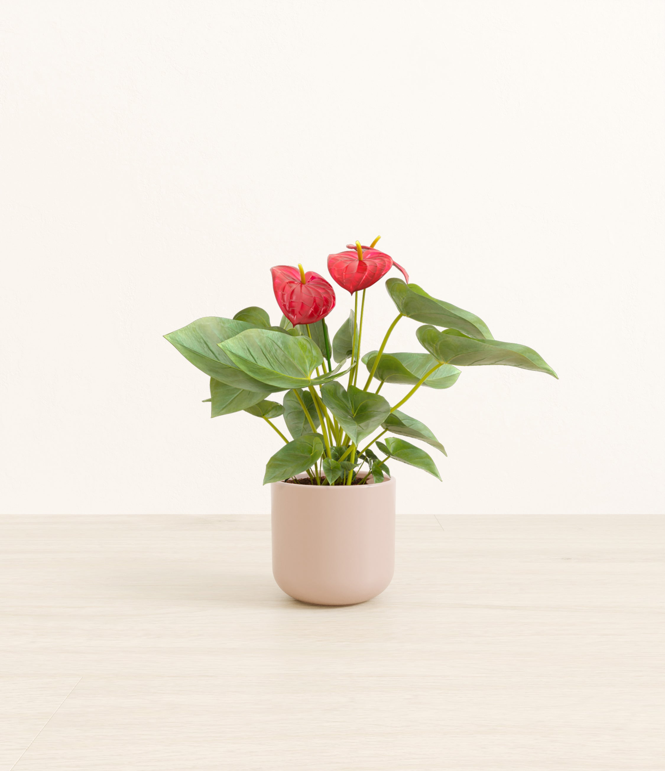 Anthurium Red plant