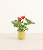 Anthurium Red plant