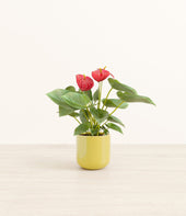 Anthurium Red plant