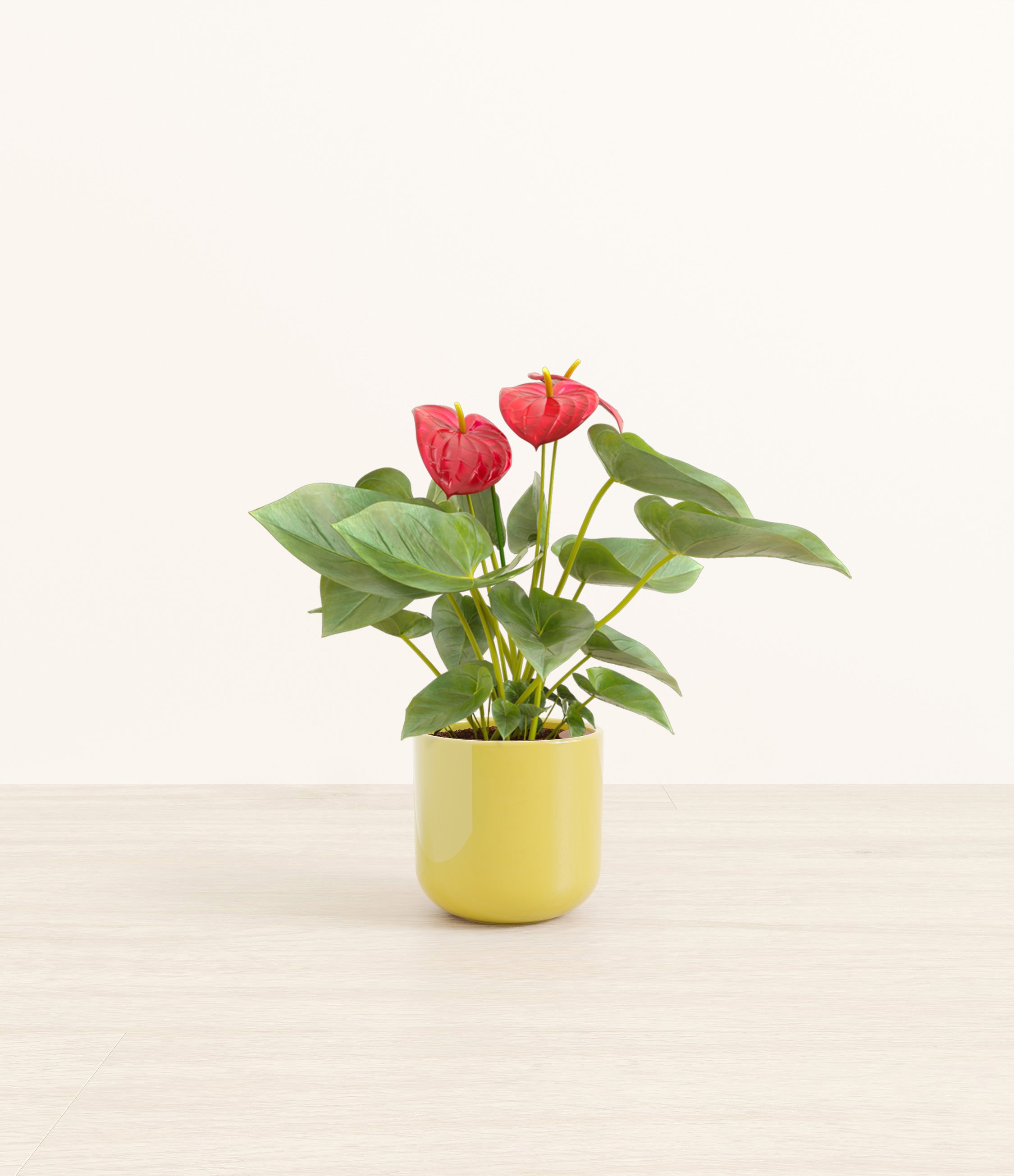 Anthurium Red plant