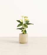 Anthurium Yellow plant