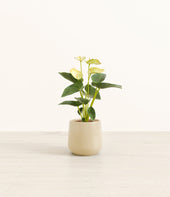Anthurium Yellow plant