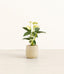 Anthurium Yellow plant