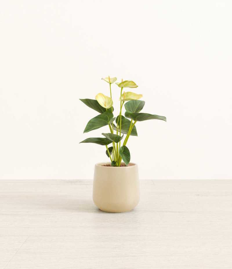 Anthurium Yellow plant