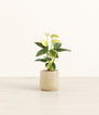 Anthurium Yellow plant