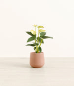 Anthurium Yellow plant