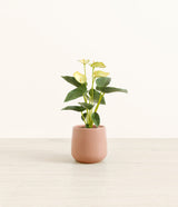 Anthurium Yellow plant