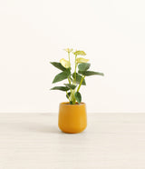 Anthurium Yellow plant