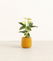 Anthurium Yellow plant