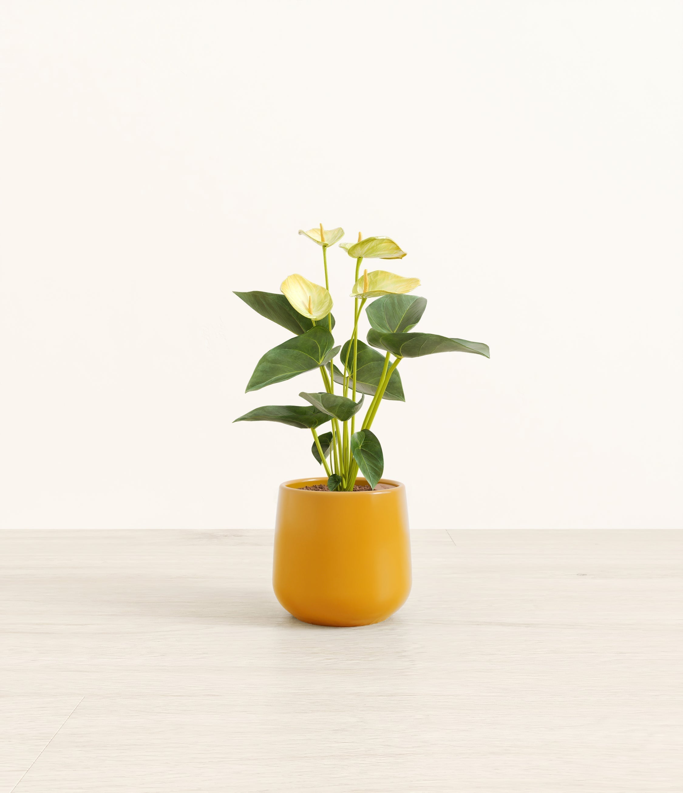 Anthurium Yellow plant