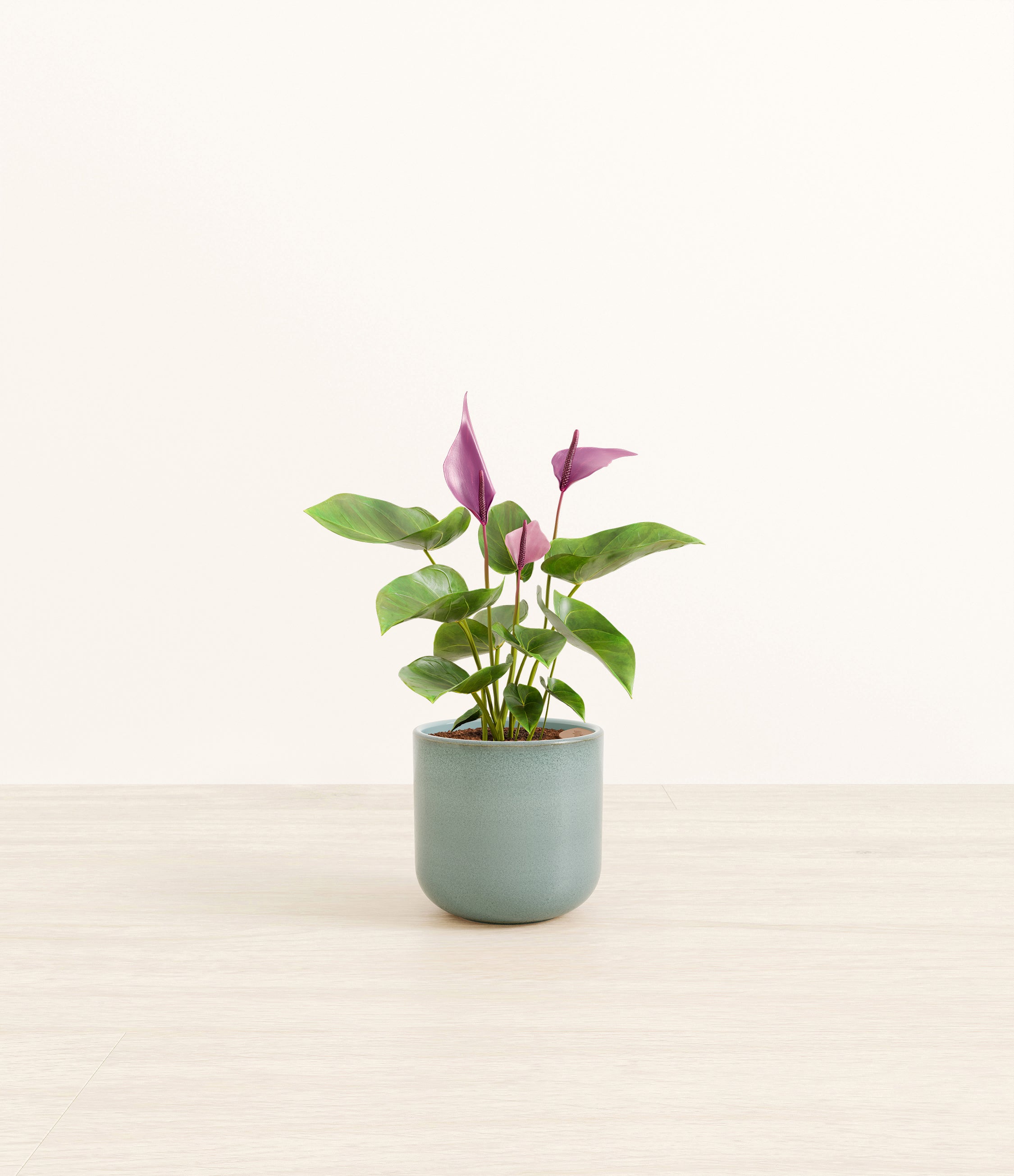 Anthurium Zizou plant