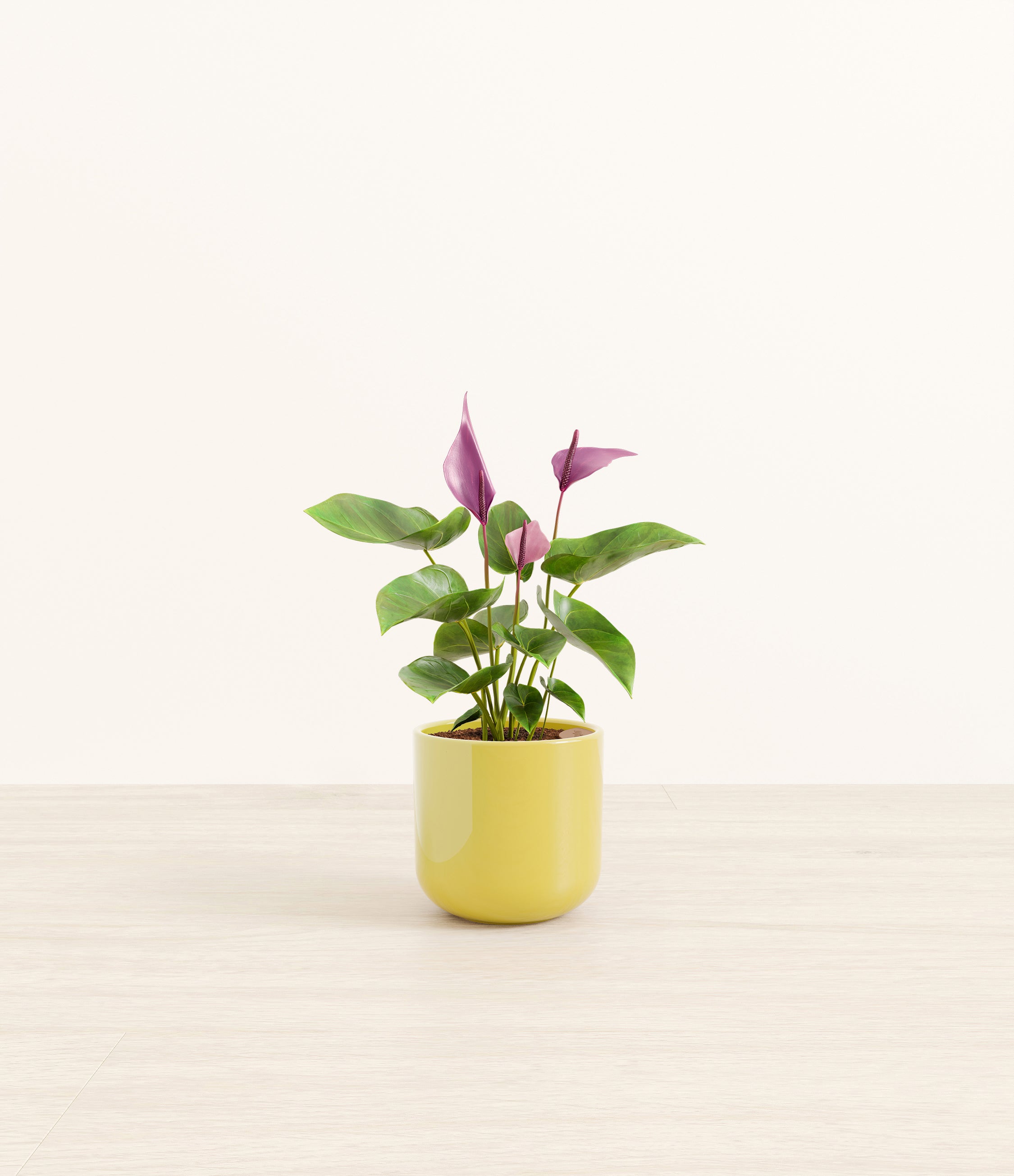 Anthurium Zizou plant