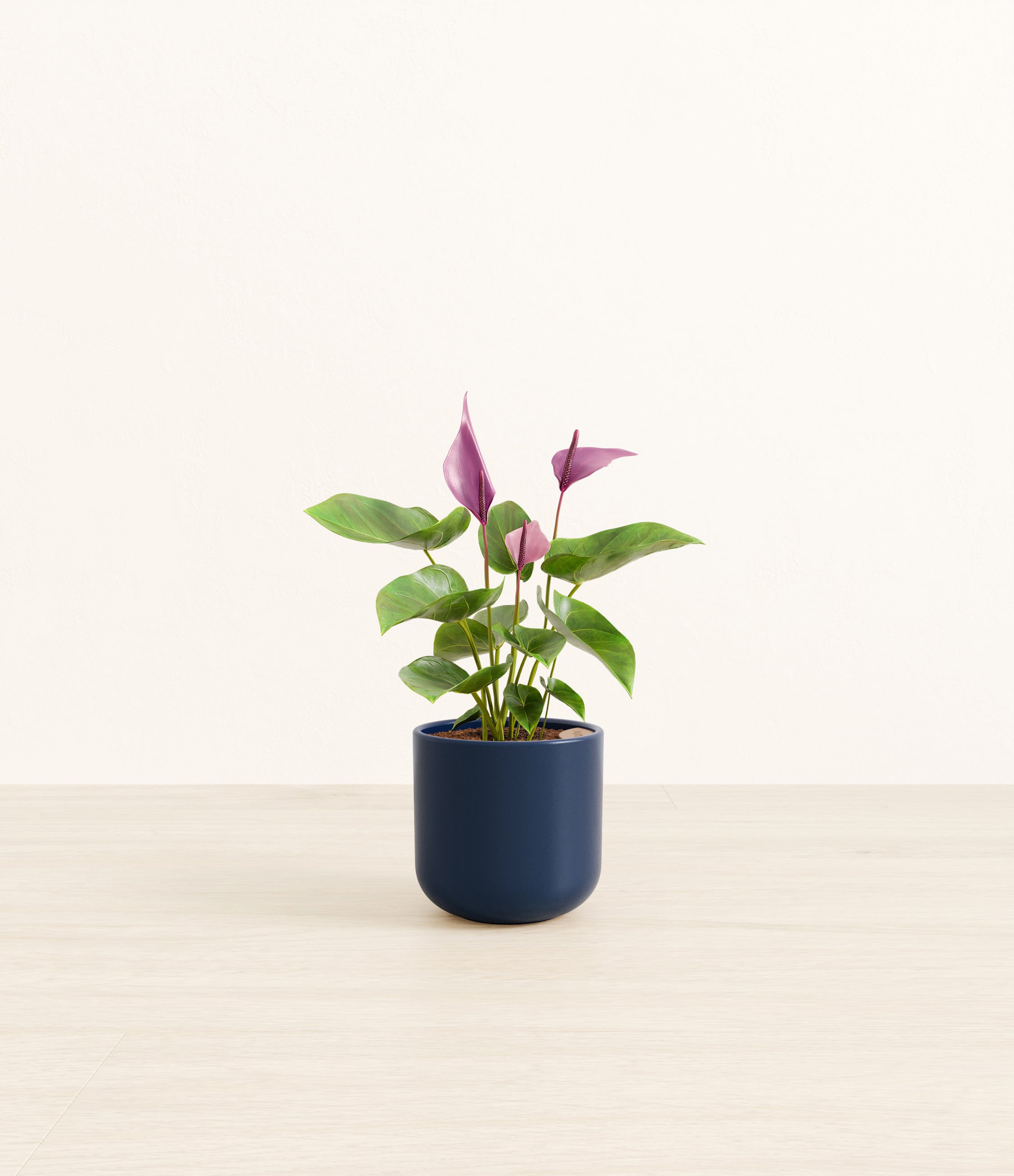 Anthurium Zizou plant