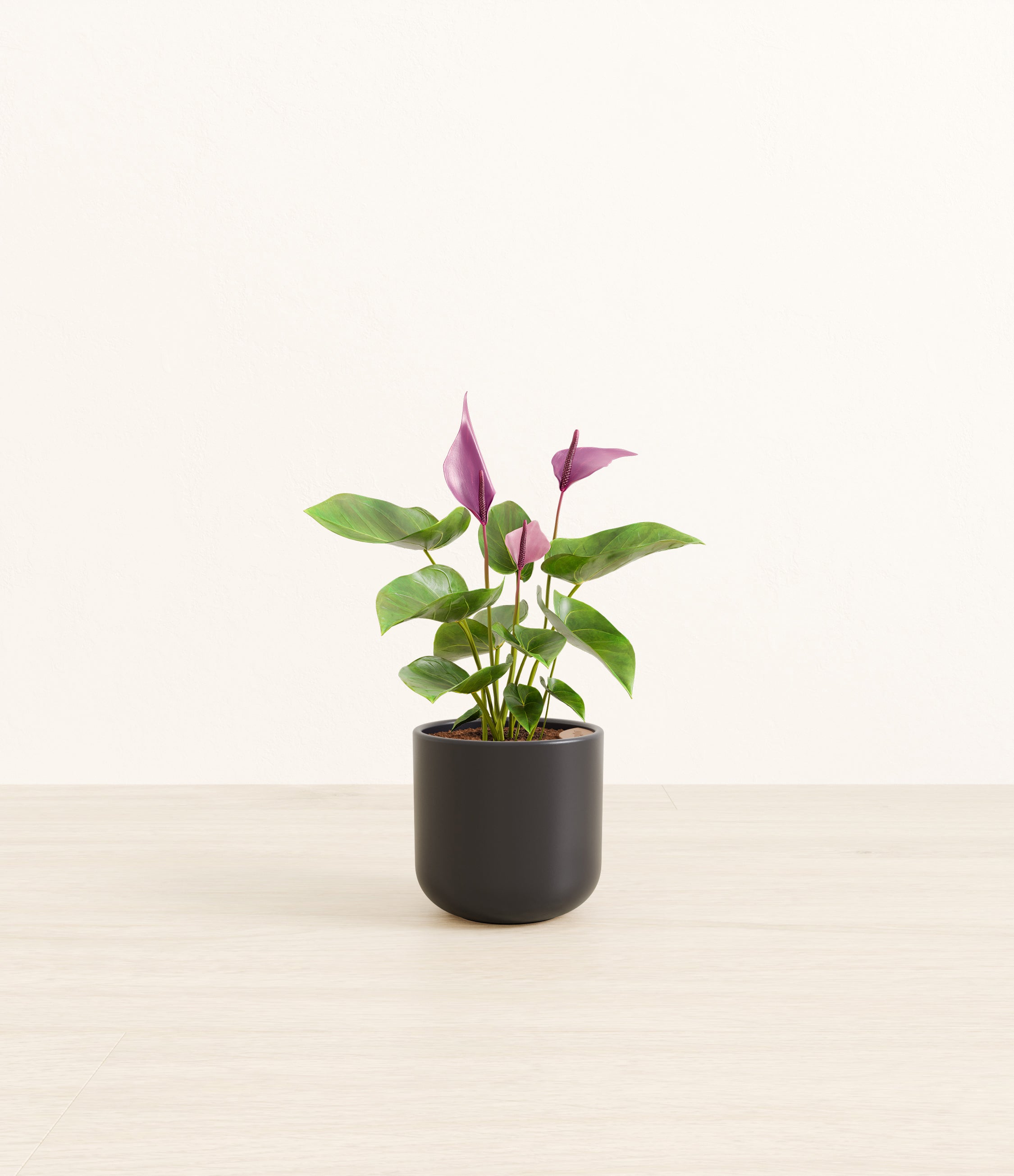 Anthurium Zizou plant