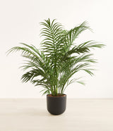 Areca Palm plant