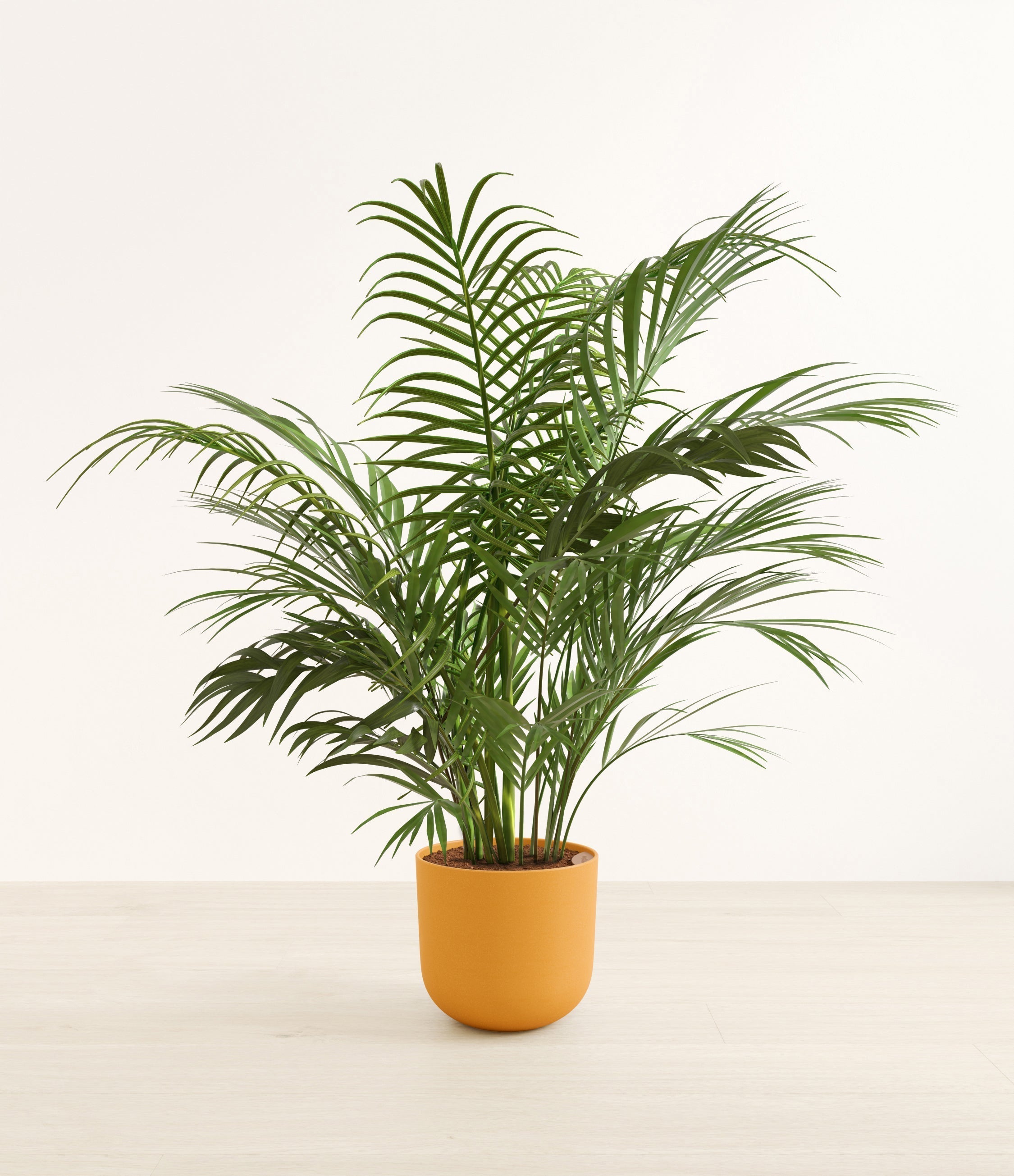 Areca Palm plant