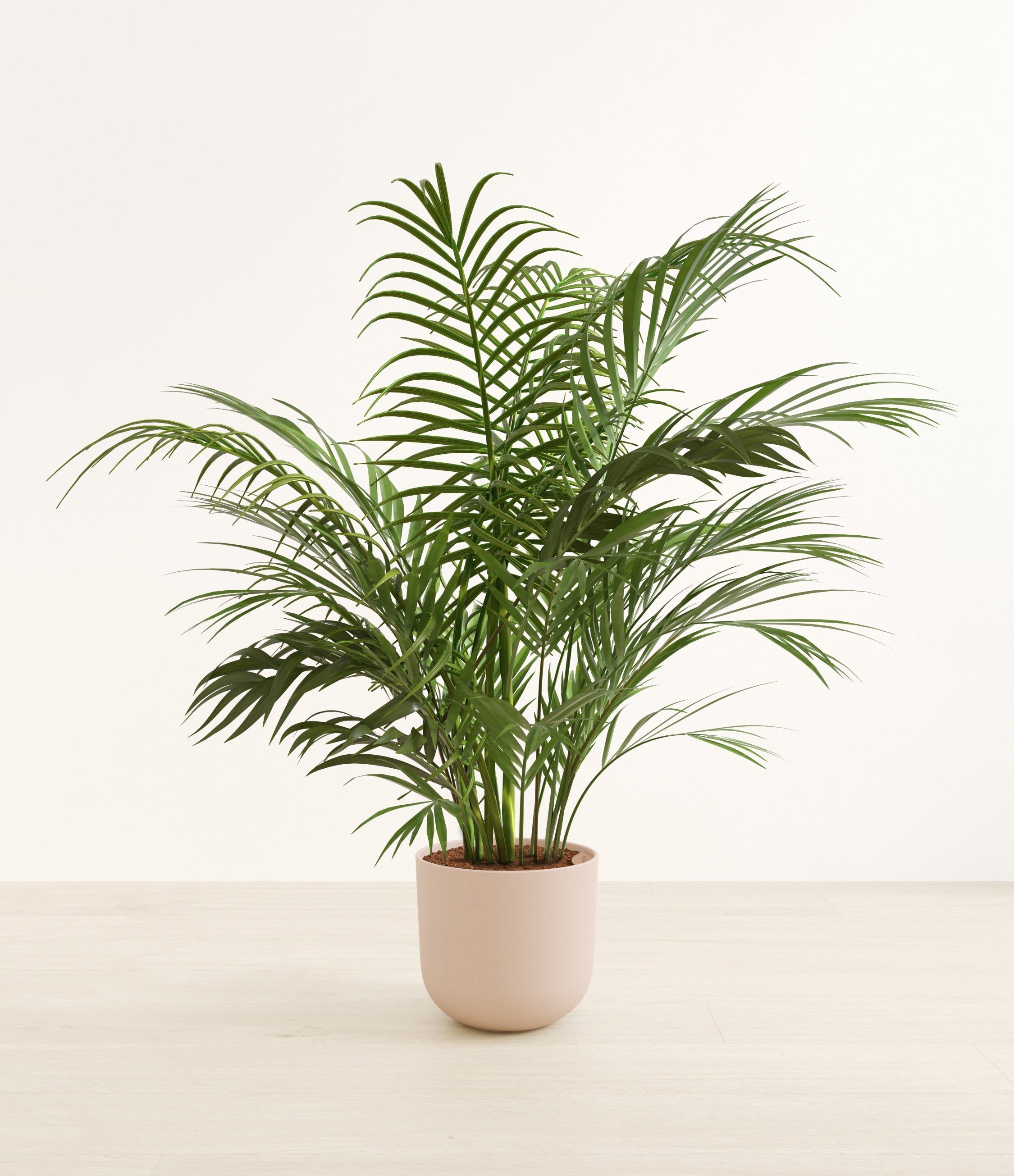 Areca Palm plant