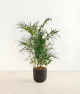 Bamboo Palm plant