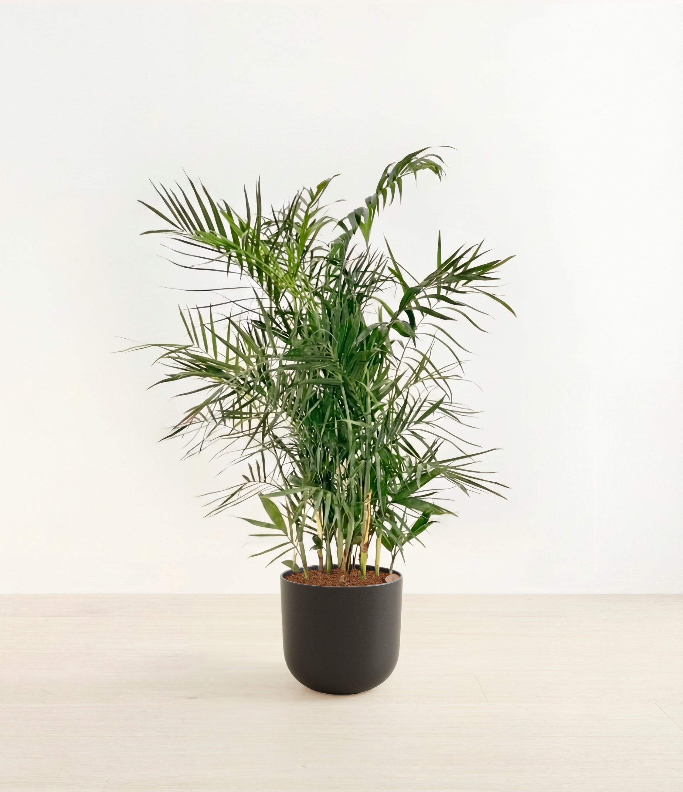 Bamboo Palm plant