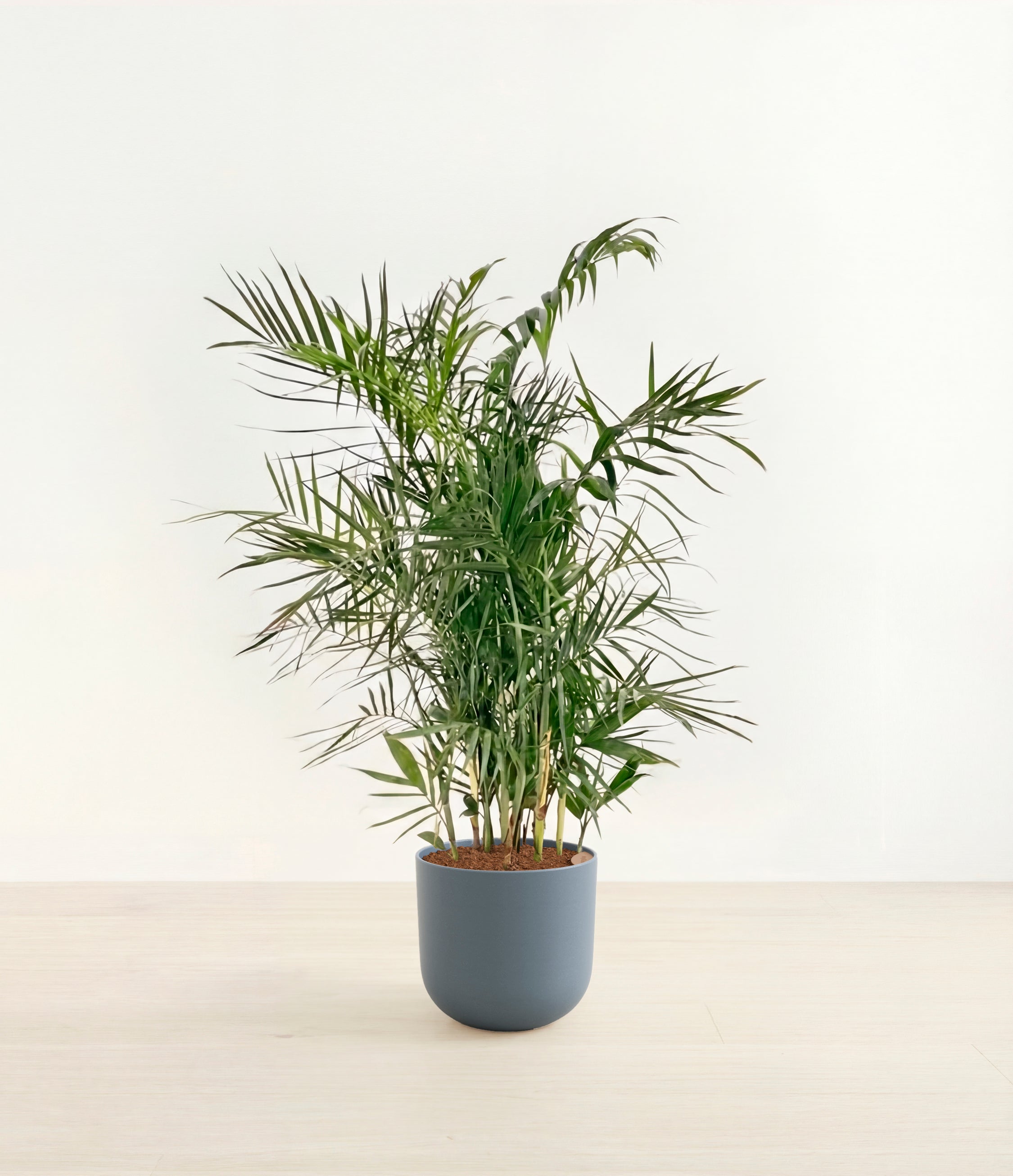 Bamboo Palm plant