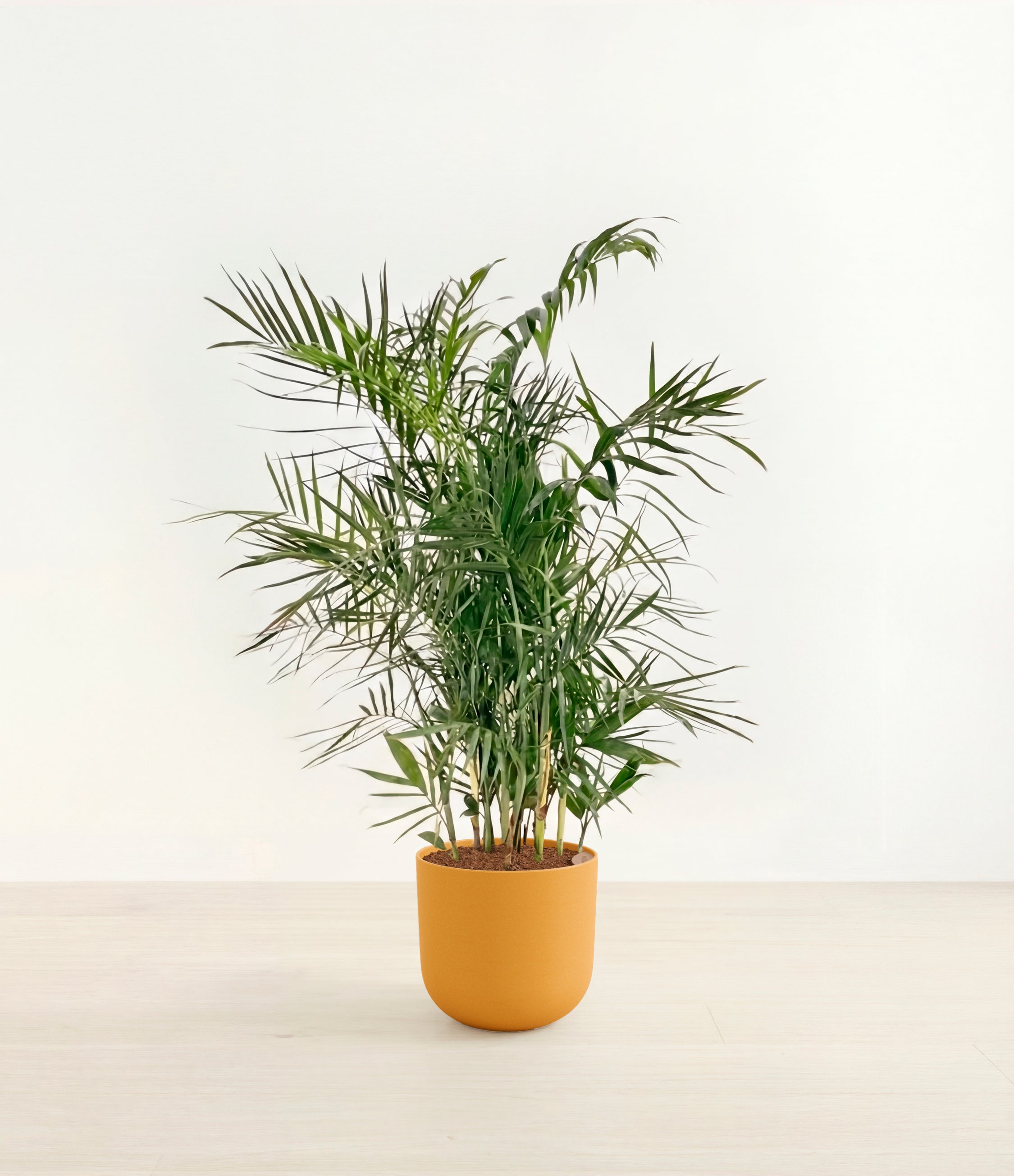 Bamboo Palm plant