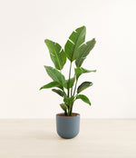 Bird of Paradise plant