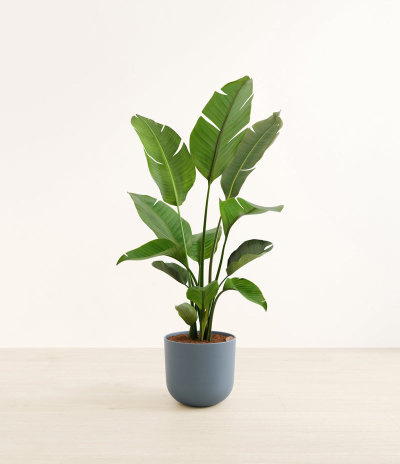 Bird of Paradise plant