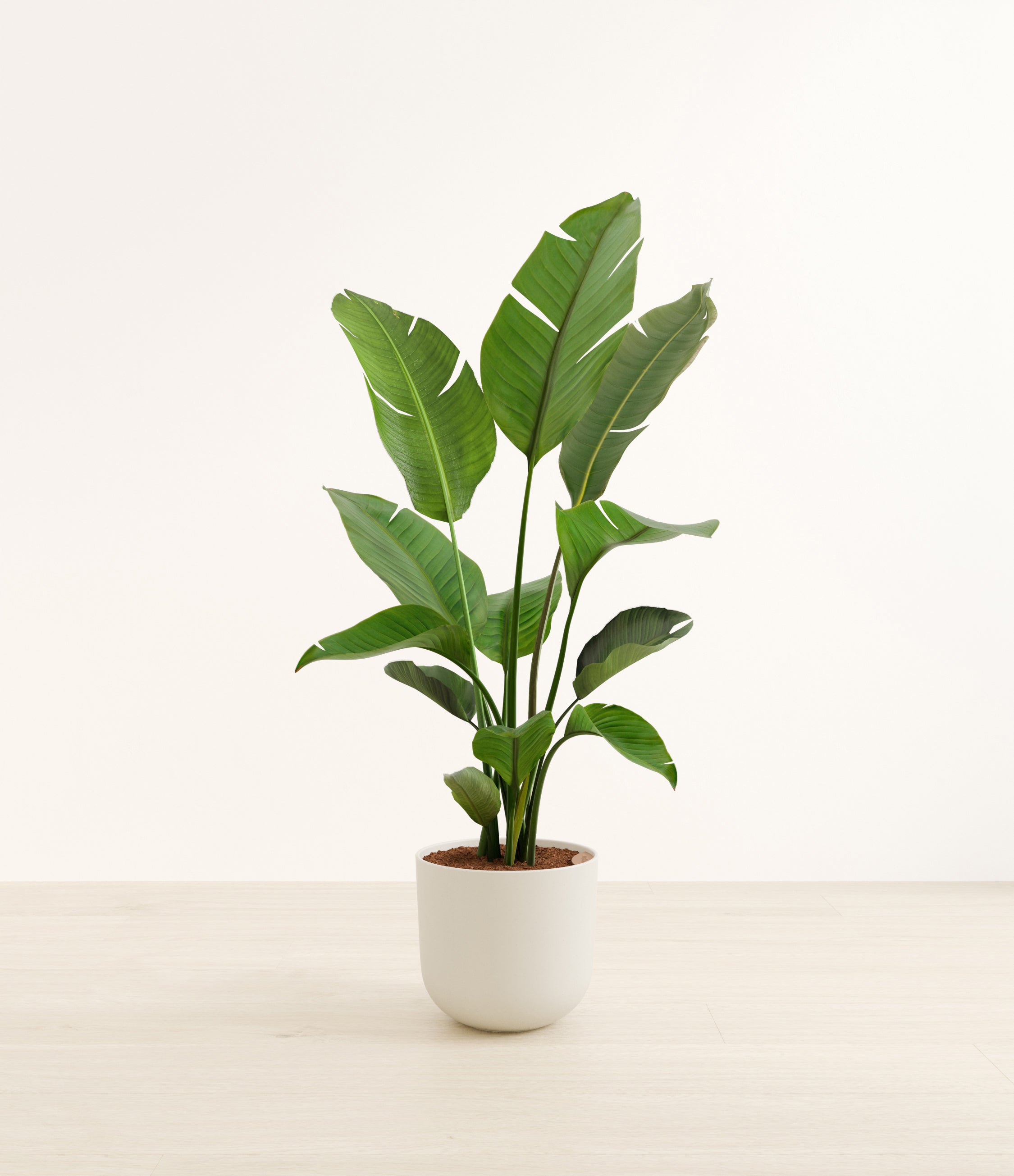Bird of Paradise plant