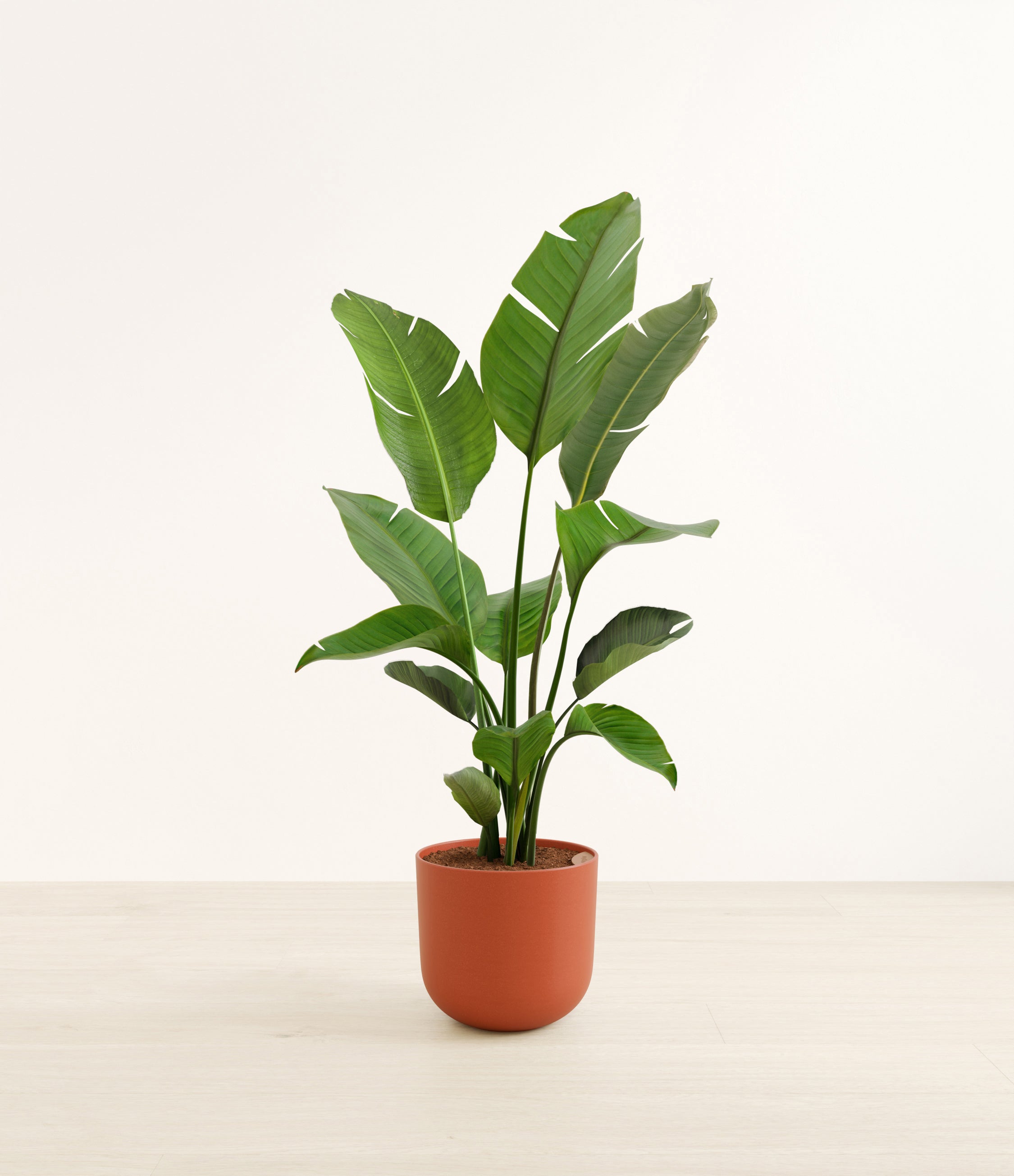 Bird of Paradise plant