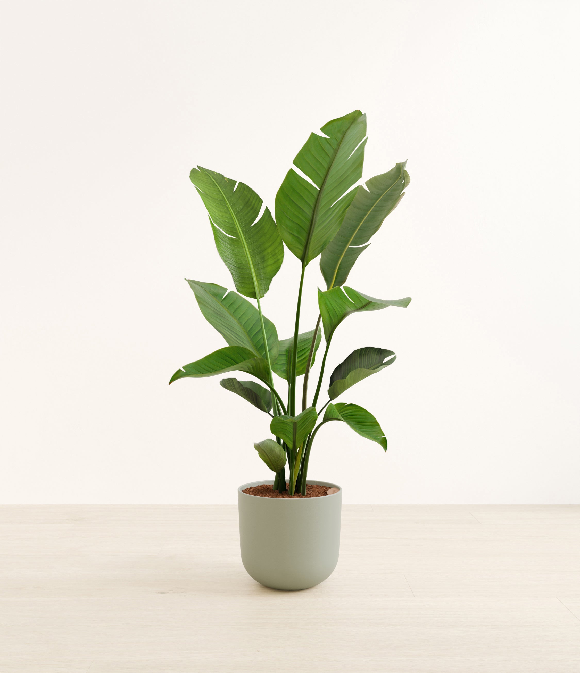 Bird of Paradise plant