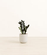 Black ZZ plant