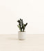 Black ZZ plant
