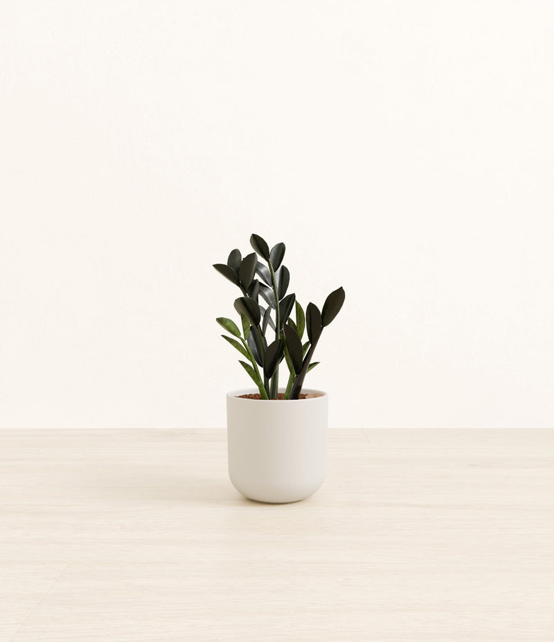 Black ZZ plant
