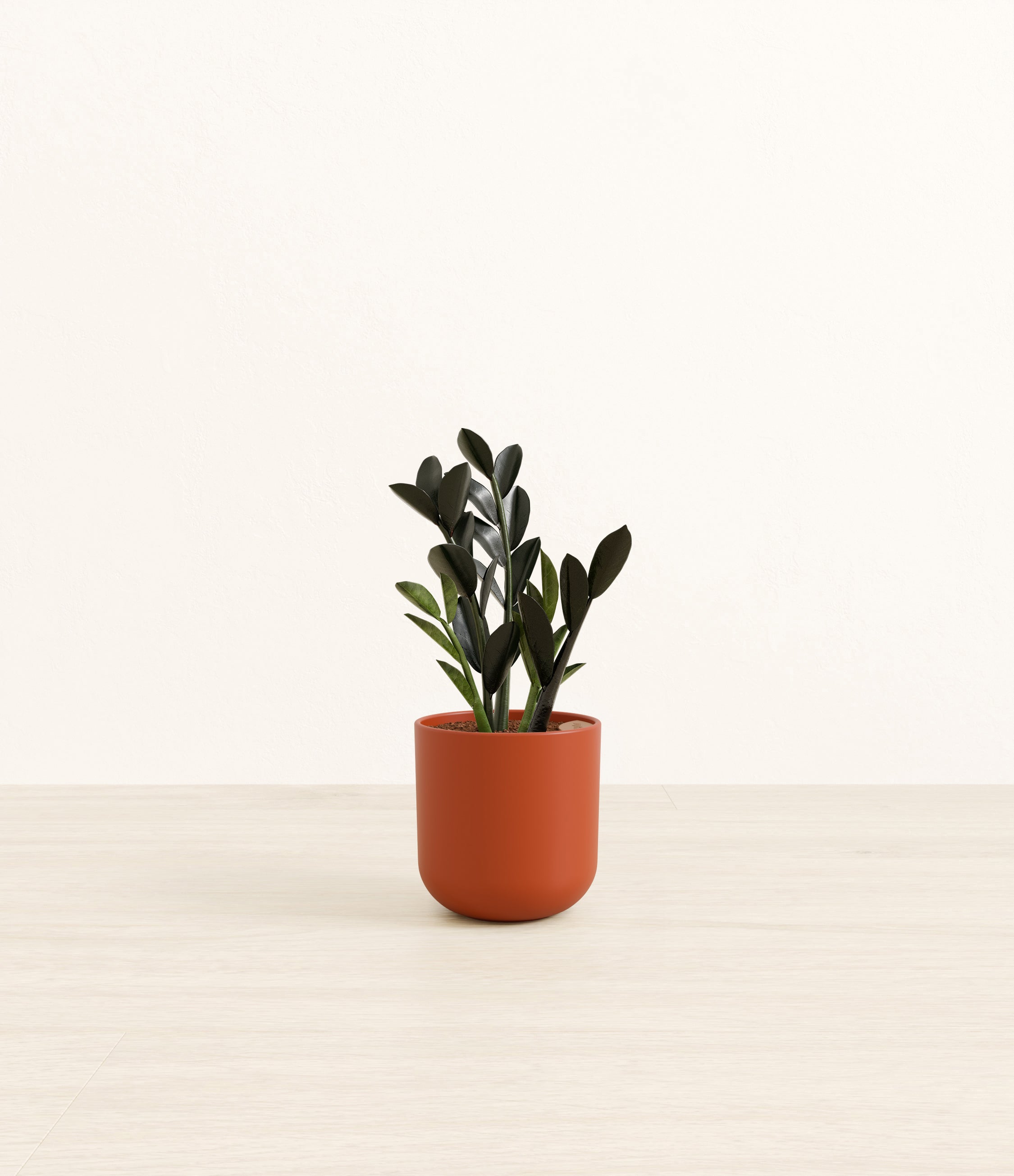 Black ZZ plant