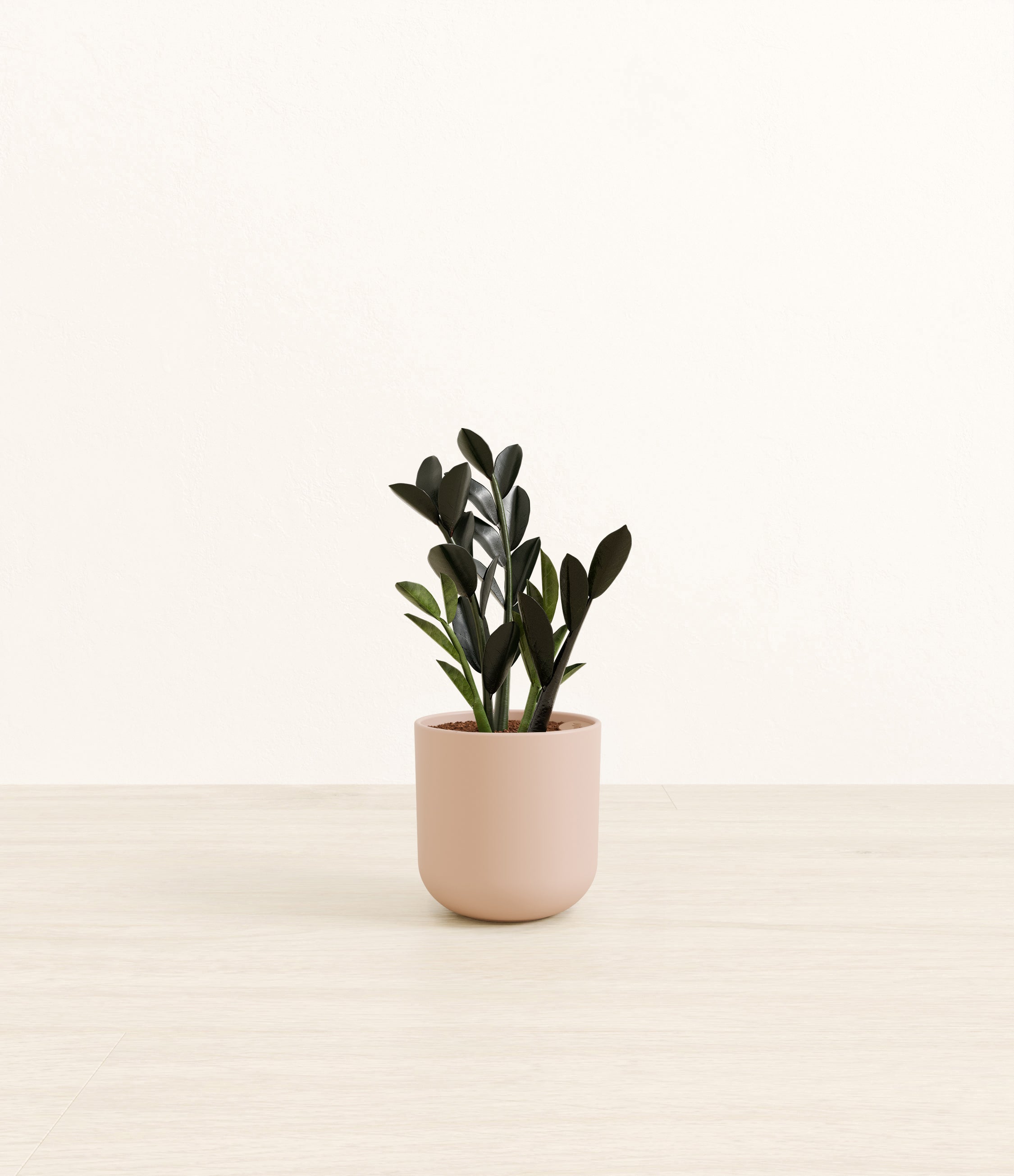 Black ZZ plant